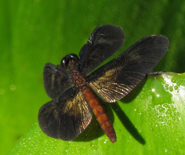 Brasile, libellula: Diastatops sp., femmina